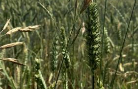 Agroturystyka POD KASZTANEM - Foto 32