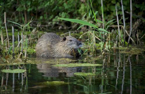 Ferienhaus mit Wintergarten am See (Angelparadies) - Foto 13