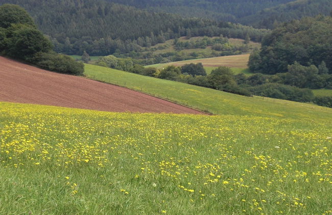 Dog-friendly Holiday Home in the Knull - Foto 22