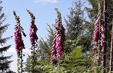 Ferienwohnung Haus Finkbeiner - Foto 19