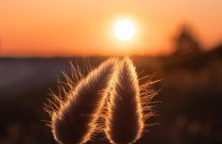 Les hortensias de papy - Foto 27