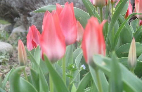 Ospitalità rurale La Svizzera - Foto 8