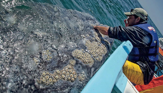 Gray Whale Watching - Private Tour - Photo 3