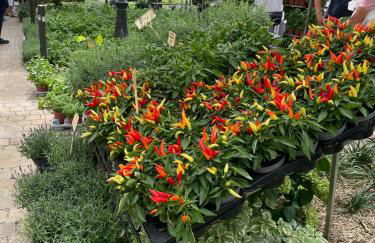 Champoiseau - Foto 37