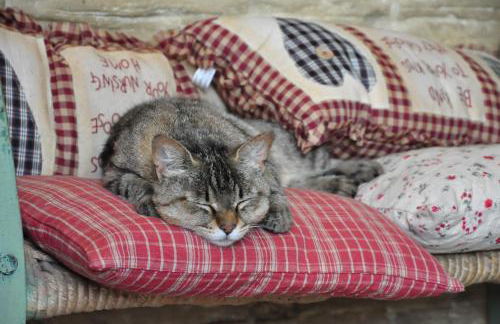 Masseria Le Terrazze di Serranova - Foto 67