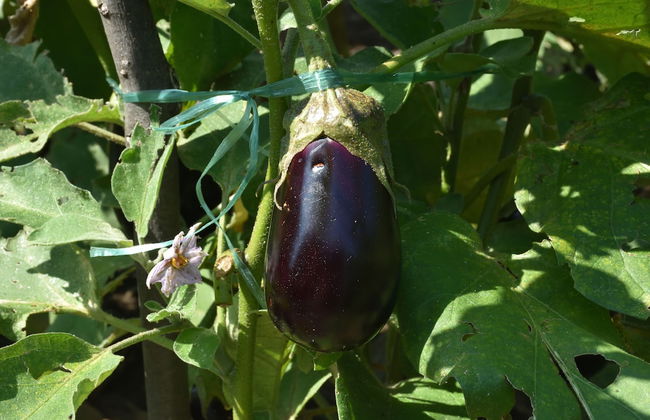 Agriturismo Il Colle - Foto 78