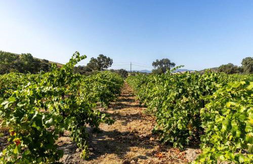 Serene Vineyard•Deck, Pickleball, Views~ Near Town - Foto 38