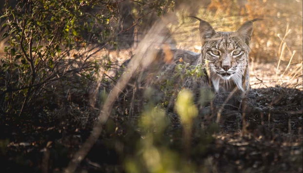 Contemplando al lince ibérico