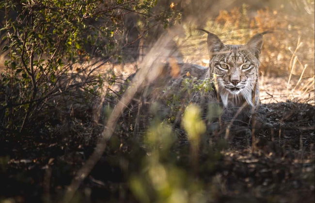 Tour en 4x4 por la Sierra de Andújar - Foto 1