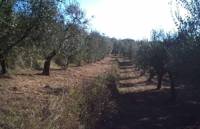 Podere Campofossato - Foto 36