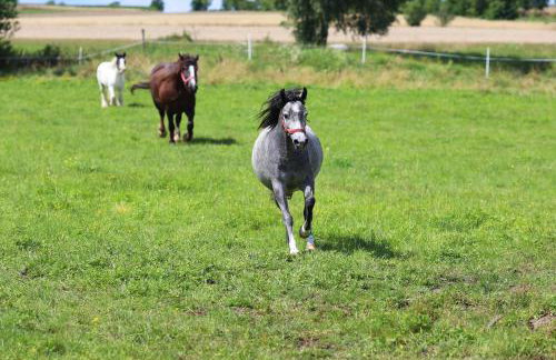 Harasimówka - Photo 31