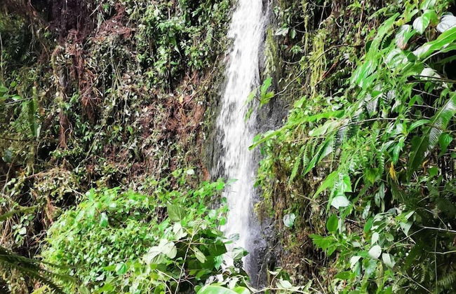 Millar de Aves - Foto 15