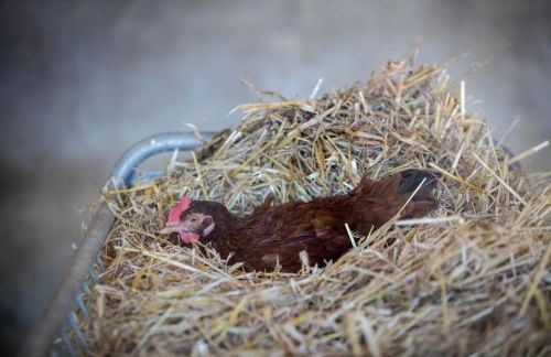 Casas de São José - Foto 18