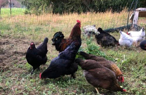 Ferienwohnung Sonnenhof - Foto 57