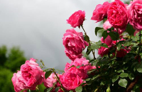 Apartment Marija Zupan - Foto 20