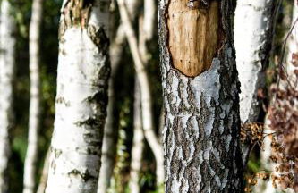 Skorzęcin Pachnie Miętą - Foto 57