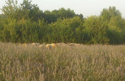 Lavanda farm apartmani - Foto 126