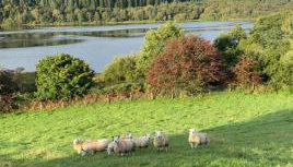 Fauld O Wheat Shepherds Hut , Loch Ken ,Off Grid - Foto 3