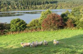 Fauld O Wheat Shepherds Hut , Loch Ken ,Off Grid - Foto 3
