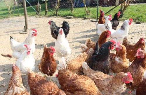 Lehmannshof Ferienwohnungen - Foto 11