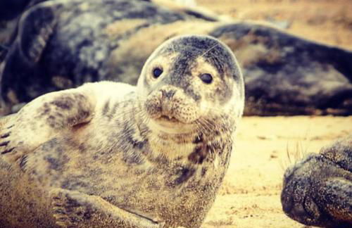 East Coast Chalets 58 at California Sands Dog Friendly - Foto 25