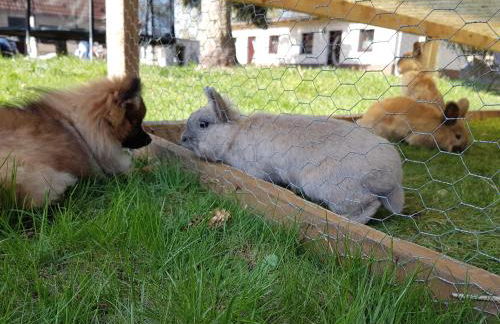 Doppelhaushälfte Nordwind vom Naturhof Usedom - Foto 46
