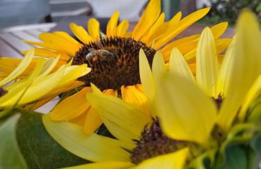 Lilo's Apartments - Foto 18