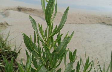L'art du bonheur proche de la Baie de Somme - Foto 33