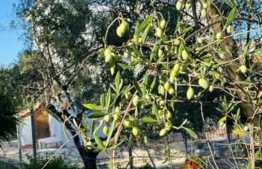 Haus mit Pool im Olivenhain - Foto 21