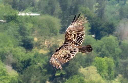 Relax and Rejuvenate- Lafayette Treehouse with Cave Spa, Waterfall, and Incredible Views - Foto 73