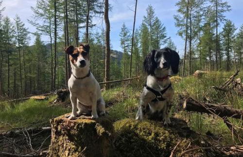 Squirrels Wood Lodge, nr Glencoe, dog friendly - Foto 52