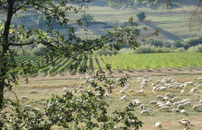 Villa in Magliano Sabina With Private Pool - Photo 35