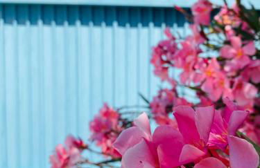 VILLA MIRABELLE , Torresangiovanni Marina di Ugento (LE) - Foto 54