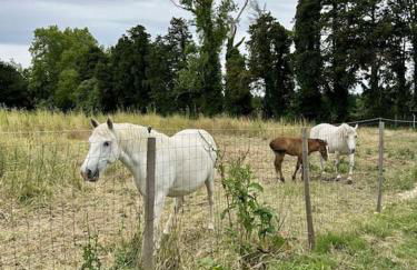 Villa paradis Maison piscine chauffé - Photo 15