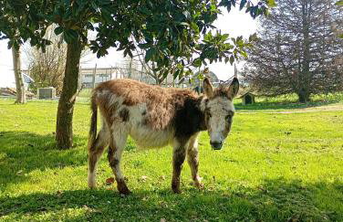 Agriturismo Carne Sicura - Foto 13