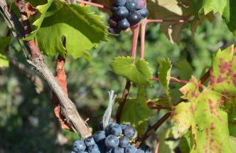 Azienda Agrituristica Caridà - Foto 105