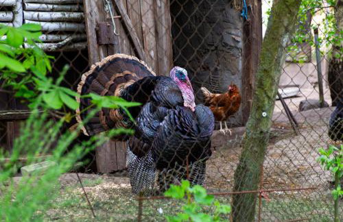 StorchenHof - Foto 31