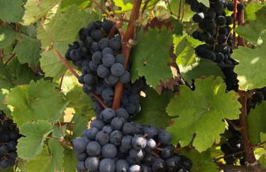 Pò delle Buche - Photo 38