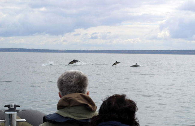 Dolphin Watching Cruise - Photo 1