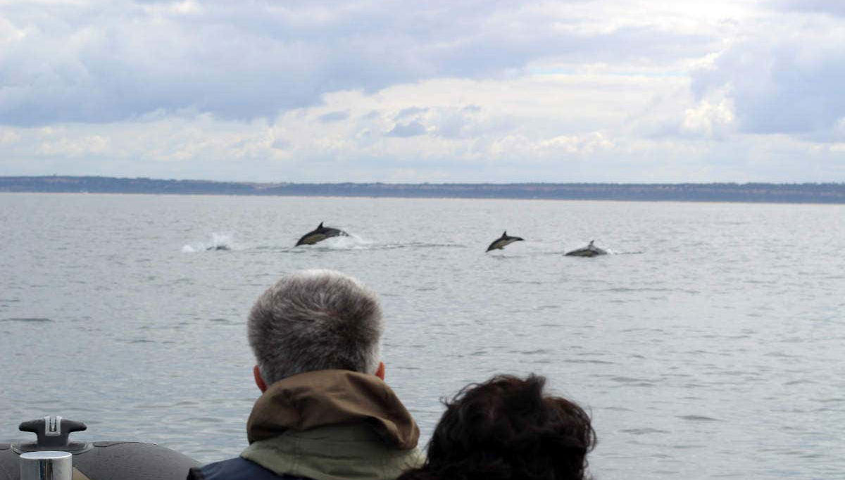 Golfinhos pulando diante da lancha