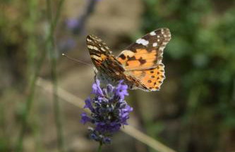 Apartman CASA MARŠIĆ - Foto 21