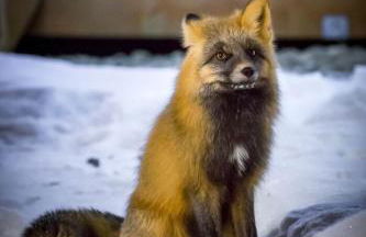 talkeetna villas and tours - Foto 18