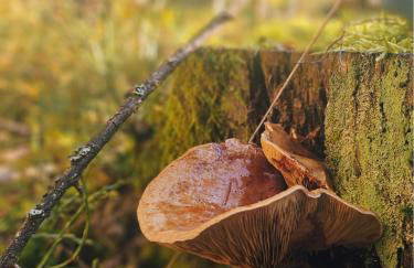Klein Waldseele - Foto 29