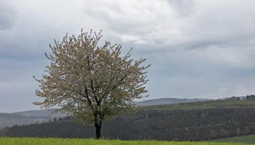 Auf Der Stadtmauer - Foto 3