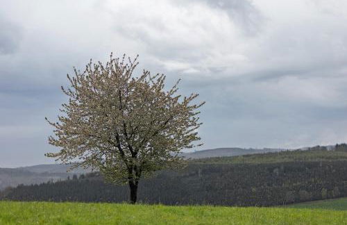 Auf Der Stadtmauer - Foto 3