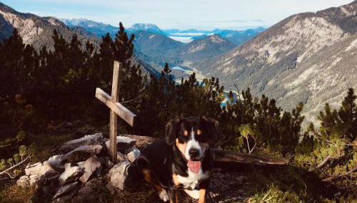 Ferienwohnungen Birmoser inkl. Chiemgaukarte - Foto 3