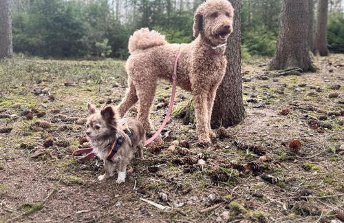 Hundeurlaub im Tiny House im Wald - Foto 46