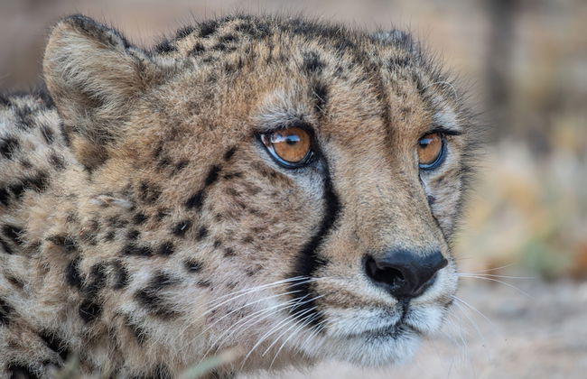 Ukanyi Luxury Villa - Foto 24