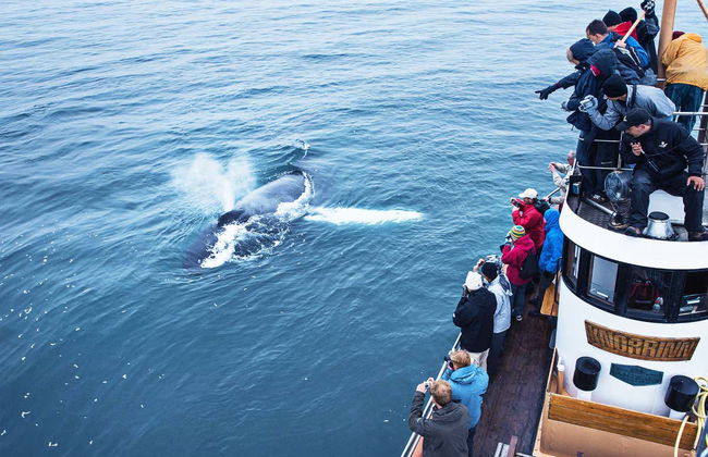 Árskógssandur Whale Watching - Photo 3