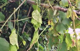 Adega do capitao - Photo 12